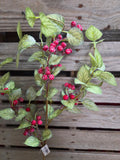 31" Iced Holly and Berry Stem