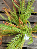 16" Fall Plastic Beaded Grass Bush