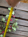 31" Iced Holly and Berry Stem