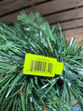 32" Vermont Pine Teardrop 100 Tips