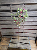 31" Iced Holly and Berry Stem