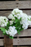 22" Snowball Hydrangea Bush