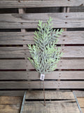 25" Norfolk Island Pine Stem