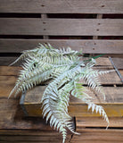 24" Flocked Fern Bush