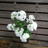 22" Snowball Hydrangea Bush