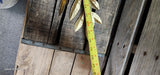 18" Gold Pvc Bay Leaf Stem