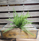 16" Plastic Button Fern Bush