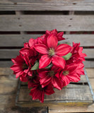 18" Burgundy Dahlia Bush