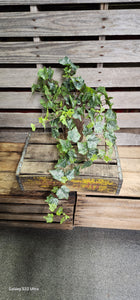 Veined Ivy Bush Weather Resistant