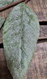 28" Iced Sage Magnolia Leaf Stem