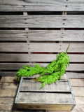 30" Green Fern Bush