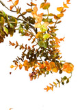Fall Plastic Eucalyptus Garland