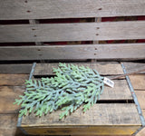 25" Norfolk Island Pine Stem