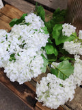 22" Snowball Hydrangea Bush