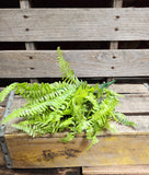 19" Plastic Fern Bush x9