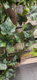 Veined Ivy Bush Weather Resistant