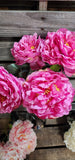 18" Large Peony Bush x 5