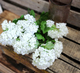 22" Snowball Hydrangea Bush