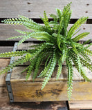 19" Plastic Button Fern Bush x7