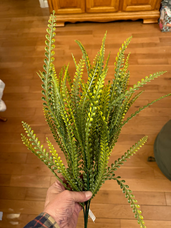 Button Fern Bush