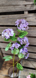 37" Real Feel Hydrangea Stem