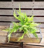 24" Platic Light Green Fern Bush x7