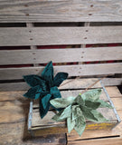 24" Velvet Wired Poinsettia Stem