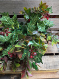 19" Mixed Holly Bush