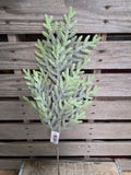 25" Norfolk Island Pine Stem