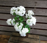 22" Snowball Hydrangea Bush