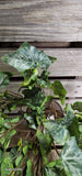 Veined Ivy Bush Weather Resistant