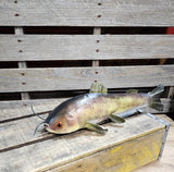 15" Faux Catfish