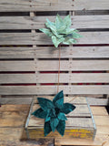 24" Velvet Wired Poinsettia Stem