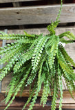 19" Plastic Button Fern Bush x7