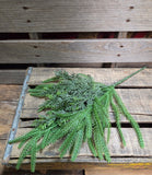 19" Faux Norfolk Pine and Cedar Stem
