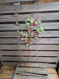 31" Iced Holly and Berry Stem