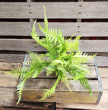 24" Platic Light Green Fern Bush x7