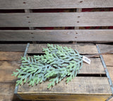 25" Norfolk Island Pine Stem