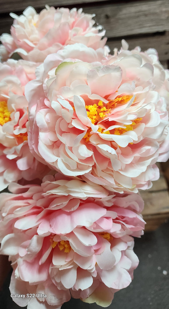 High Quality Peony Bush x 5 Heads