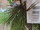 24" Mixed Pine Wreath