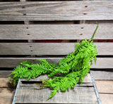 30" Green Fern Bush