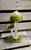 Mushroom Sitter