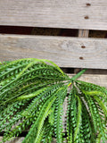 Plastic Button Fern Bush~ Beaded Grass Bush