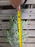 25" Norfolk Island Pine Stem