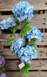 37" Real Feel Hydrangea Stem