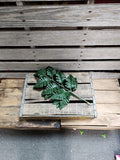 Silk Leatherleaf Fern Doz Stems- Silk Baker Fern