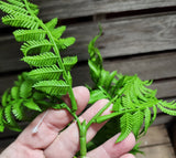 30" Green Fern Bush