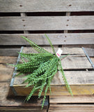 16" Plastic Button Fern Bush