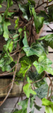 Veined Ivy Bush Weather Resistant