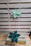 24" Velvet Wired Poinsettia Stem
